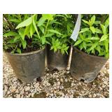 Lot of (3) Spirea - Japanese White #3 Pot