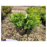 Lot of (3) Spirea - Japanese White #3 Pot