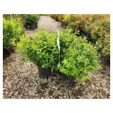 Lot of (3) Spirea - Japanese White #3 Pot