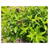 Lot of (3) Spirea - Japanese White #3 Pot