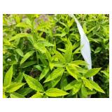 Lot of (3) Spirea - Japanese White #3 Pot