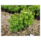 Lot of (3) Spirea - Japanese White #3 Pot
