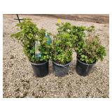 Lot of (3) Cranberrybush - Dwarf European  #2 Pot