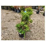 Lot of (3) Cranberrybush - Dwarf European  #2 Pot