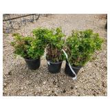 Lot of (3) Cranberrybush - Dwarf European  #2 Pot