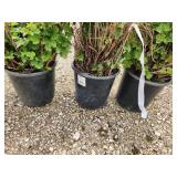Lot of (3) Cranberrybush - Dwarf European  #2 Pot