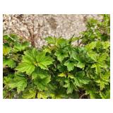 Lot of (3) Cranberrybush - Dwarf European  #2 Pot