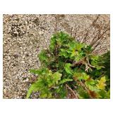 Lot of (3) Cranberrybush - Dwarf European  #2 Pot