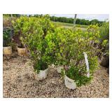 Lot of (3) Summersweet - Vanilla Spice - Proven Winners #3 Pot