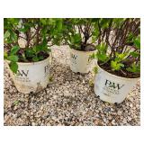 Lot of (3) Summersweet - Vanilla Spice - Proven Winners #3 Pot