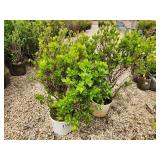 Lot of (3) Summersweet - Vanilla Spice - Proven Winners #3 Pot