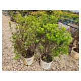 Lot of (3) Summersweet - Vanilla Spice - Proven Winners #3 Pot