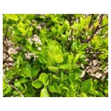 Lot of (3) Summersweet - Vanilla Spice - Proven Winners #3 Pot