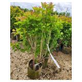 Lot of (2) Viburnum - Bailey Compact #5 Grow Bag