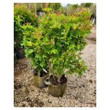 Lot of (2) Viburnum - Bailey Compact #5 Grow Bag