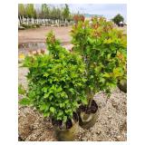Lot of (2) Viburnum - Bailey Compact #5 Grow Bag