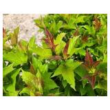 Lot of (2) Viburnum - Bailey Compact #5 Grow Bag