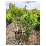 Lot of (2) Viburnum - Bailey Compact #5 Grow Bag