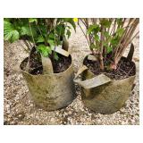Lot of (2) Viburnum - Bailey Compact #5 Grow Bag