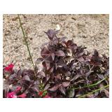 Lot of (3) Weigela - Tango #2 Pot