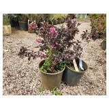 Lot of (3) Weigela - Tango #2 Pot