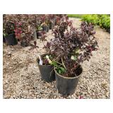 Lot of (3) Weigela - Tango #2 Pot