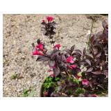 Lot of (3) Weigela - Tango #2 Pot