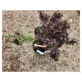 Lot of (3) Weigela - Tango #2 Pot