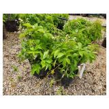 Lot of (4) Ivy - Engelmann #3 Pot