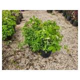 Lot of (4) Ivy - Engelmann #3 Pot