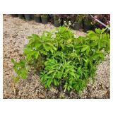 Lot of (4) Ivy - Engelmann #3 Pot