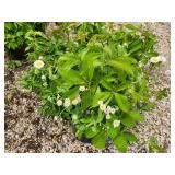 Lot of (4) Ivy - Engelmann #3 Pot