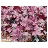 Lot of (10) Coral Bells - Grande Amethyst #1 Pot