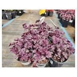 Lot of (10) Coral Bells - Grande Amethyst #1 Pot