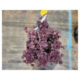 Lot of (10) Coral Bells - Grande Amethyst #1 Pot