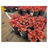 Lot of (10) Coral Bells - Paprika #1 Pot