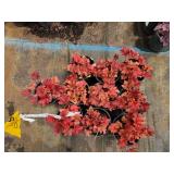 Lot of (10) Coral Bells - Paprika #1 Pot