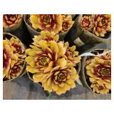 Lot of (10) Hens & Chicks - Chick Charms - Golden Nugget #1 Grow Bag