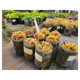 Lot of (10) Hens & Chicks - Chick Charms - Golden Nugget #1 Grow Bag