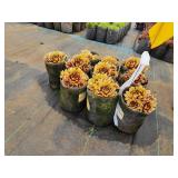 Lot of (10) Hens & Chicks - Chick Charms - Golden Nugget #1 Grow Bag