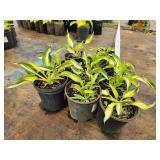 Lot of (10) Hosta - Cool as a Cucumber #1 Pot