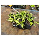 Lot of (10) Hosta - Cool as a Cucumber #1 Pot