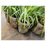 Lot of (10) Ohio - Spiderwort #1 Grow Bag