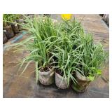 Lot of (10) Ohio - Spiderwort #1 Grow Bag