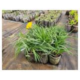 Lot of (10) Ohio - Spiderwort #1 Grow Bag