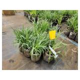 Lot of (10) Ohio - Spiderwort #1 Grow Bag