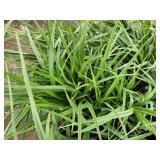 Lot of (10) Ohio - Spiderwort #1 Grow Bag