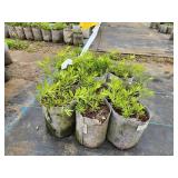 Lot of (10) Aromatic Aster - October Skies #1 Grow Bag