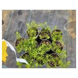 Lot of (10) Aromatic Aster - October Skies #1 Grow Bag
