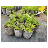 Lot of (10) Aromatic Aster - October Skies #1 Grow Bag